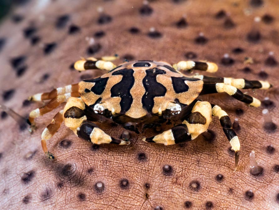 Lissocarcinus orbicularis